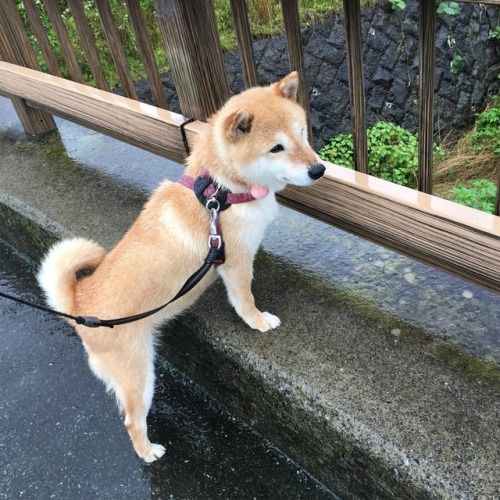 shibainu-komugi: 今日は一日雨降るのかな。お散歩気をつけて歩かなきゃね。 #rainyday #dog #doge #shiba #shibe #shibainu #komugi #柴