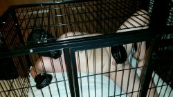 twistedpupfl:  Just me locked in my cage