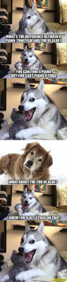 thingsmakemelaughoutloud:  Huskies Know The Best Jokes- Funny and Hilarious -