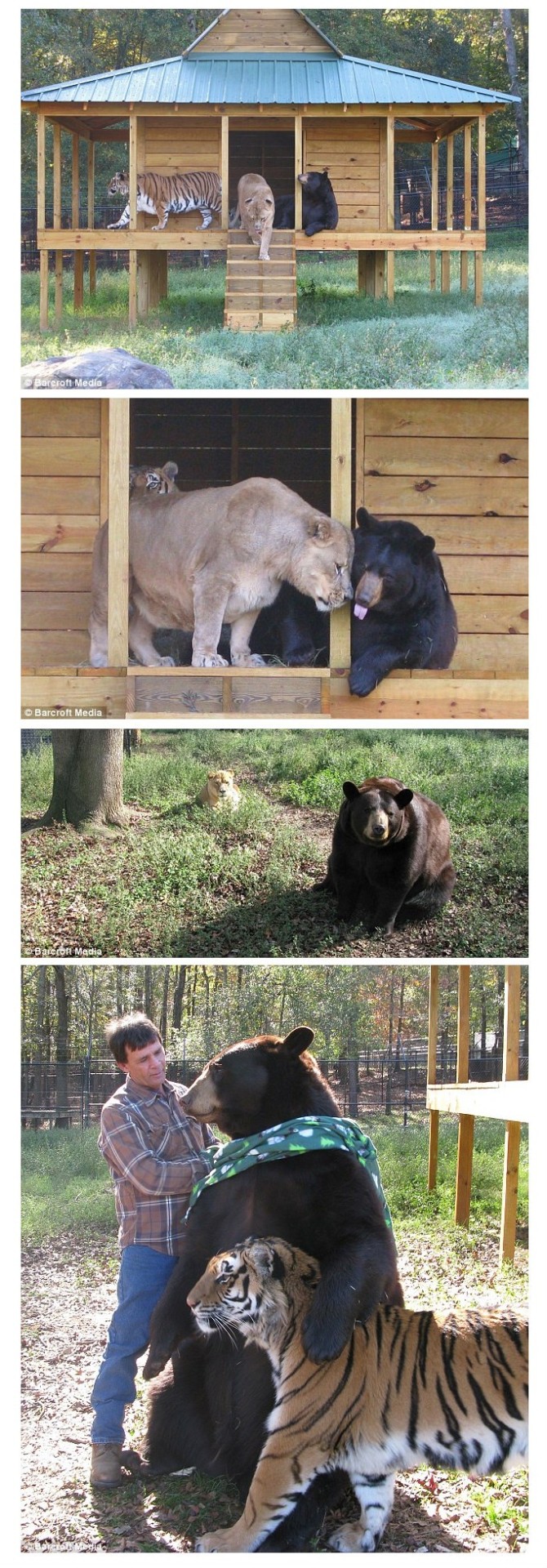 battinasprinkle:  this night has sucked. here’s some cute animal friends.