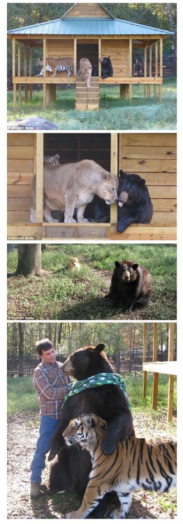 squallina:miclift:jewlesthemagnificent:coffeenuts:More Unlikely Animal FriendsIt seems there are a l