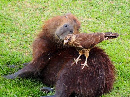 blurds:animalssittingoncapybaras:Did you know that you’re my best friend?This guy is running through