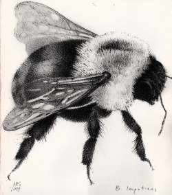 eatsleepdraw:  bombus impatiens, the Eastern Bumblebee.  About 7x6&quot;.  Pen. https://amospeter.tumblr.com————————————————-Thanks for submitting!💥Follow @eatsleepdraw on Instagram for more Inspiration &amp; Submissions