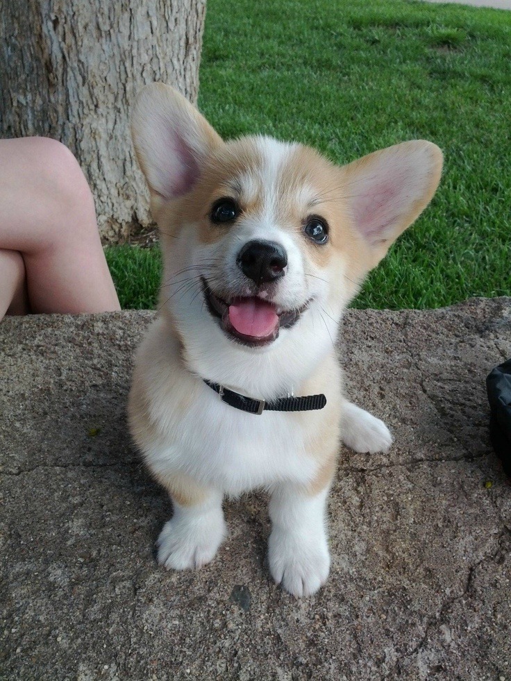 Puppies to the Rescue!