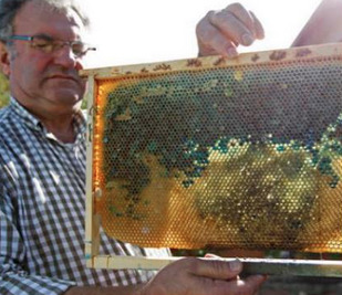 Sex sixpenceee:  French bee keepers were astonished pictures