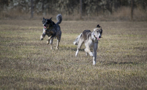 Fun at the empty dog park!