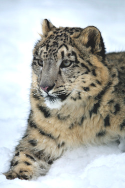 lsleofskye:  Snowy predator 