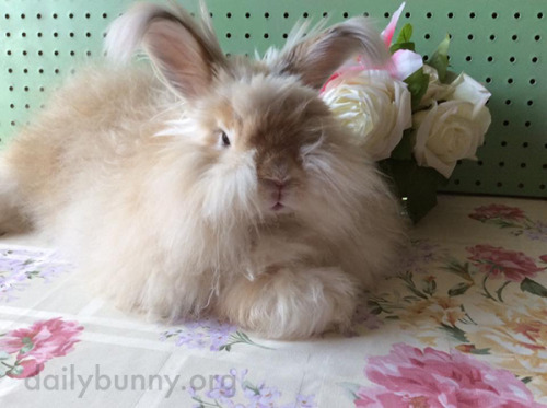 dailybunny:  Bunny Is in the Spring Spirit Thanks, Katherine and bunny Basil! Katherine writes that 