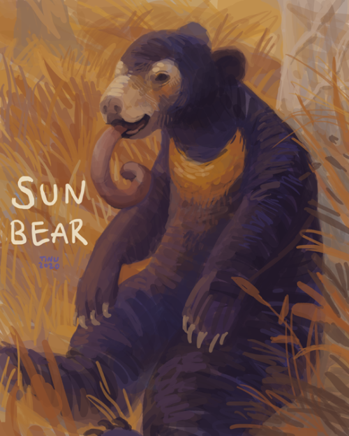 Apparently I only did one of these last year! But here’s the next one, sun bear27.5.2020