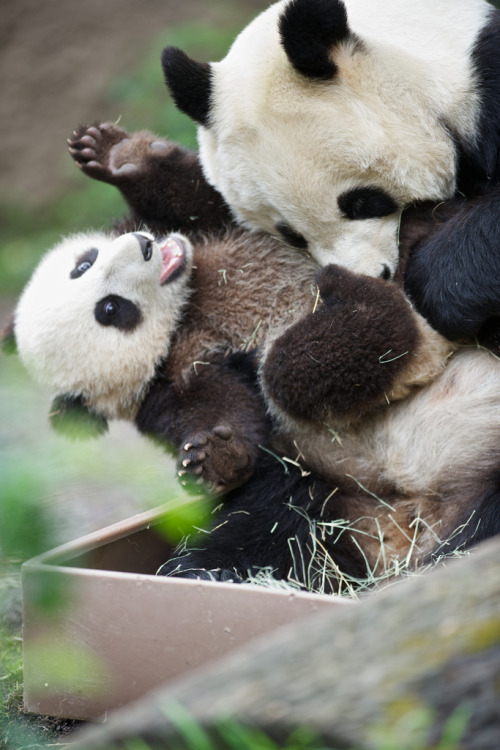giantpandaphotos:Xiao Liwu plays with his mother Bai Yun at the San Diego Zoo, California, on March 