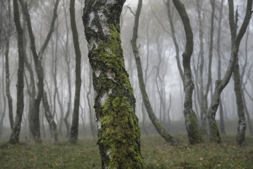 owls-n-elderberries:   	Birch bark by Andrew Kearton    	Via Flickr: 	 