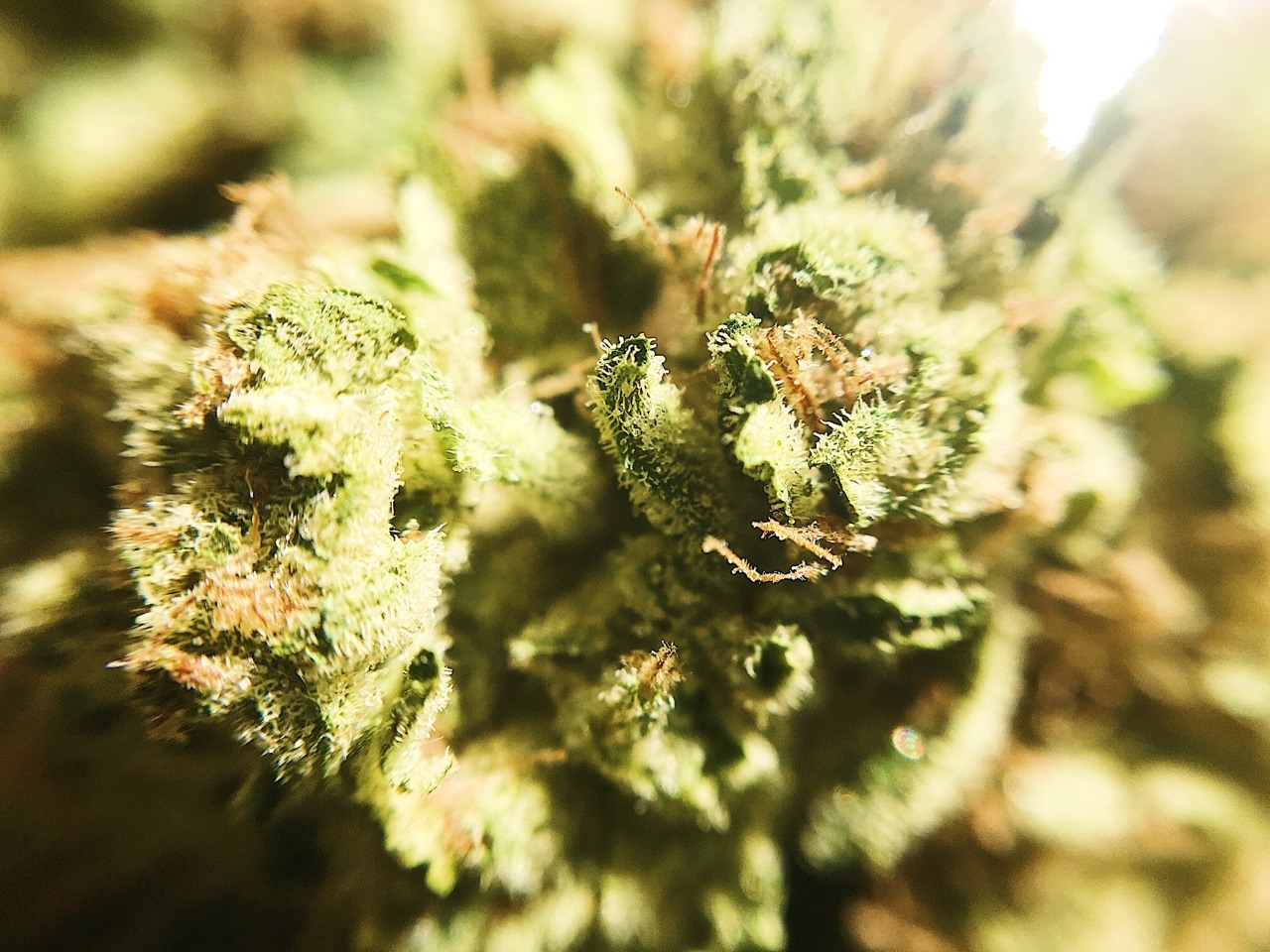 emmmaryjane:Headband 
