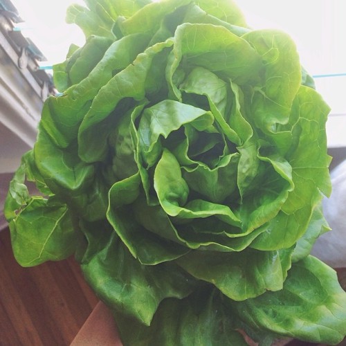 organicandhappy:  Butter lettuce from today’s farmers market. Funny how all nature is art - this is 