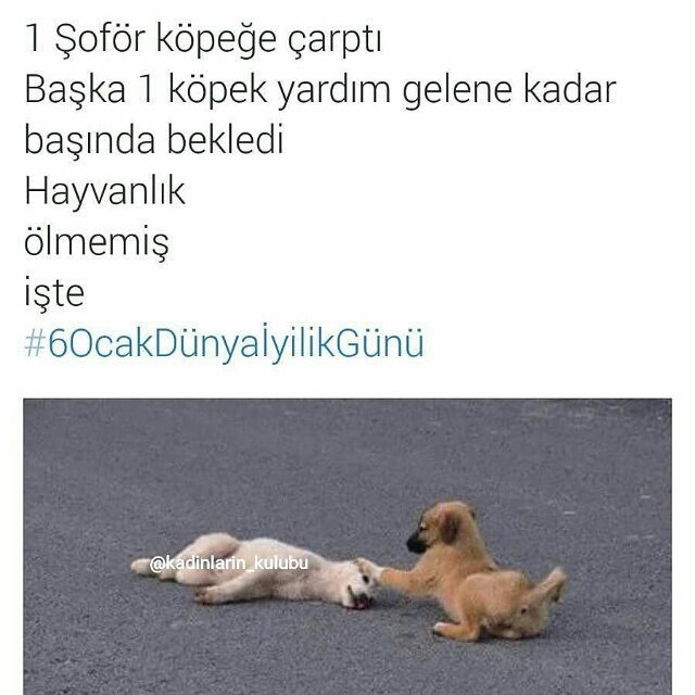 1 Şoför köpeğe...