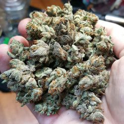 weedporndaily:  Fire Alien Strawberry grown