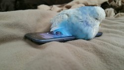 lilbudgies: Them damn kids these days, never get off their phones. 