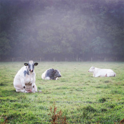 babyanimalgifs:  Cows sitting like dogs.