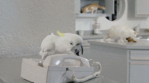 cockatoo birds funny play phone cute lol hahaha awesome hello cats animals gif gifs - Find and share funny GIFs on GIFsme