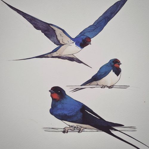 Swallows made with watercolours and biro These still need some work but there&rsquo;s parts of t
