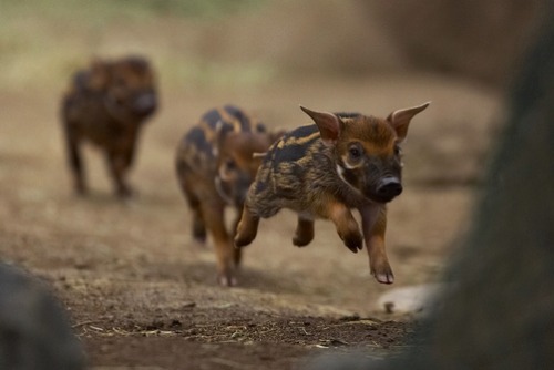 mer-se:  Red River Hog (Potamochoerus porcus) piglets running, native to Africa by zssd minden pictures 