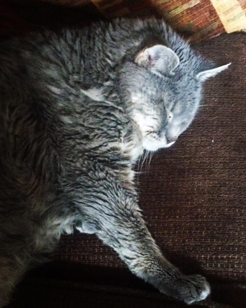 One sassy paw in her sleep. #dotty #catsofinstagram #catmomaf