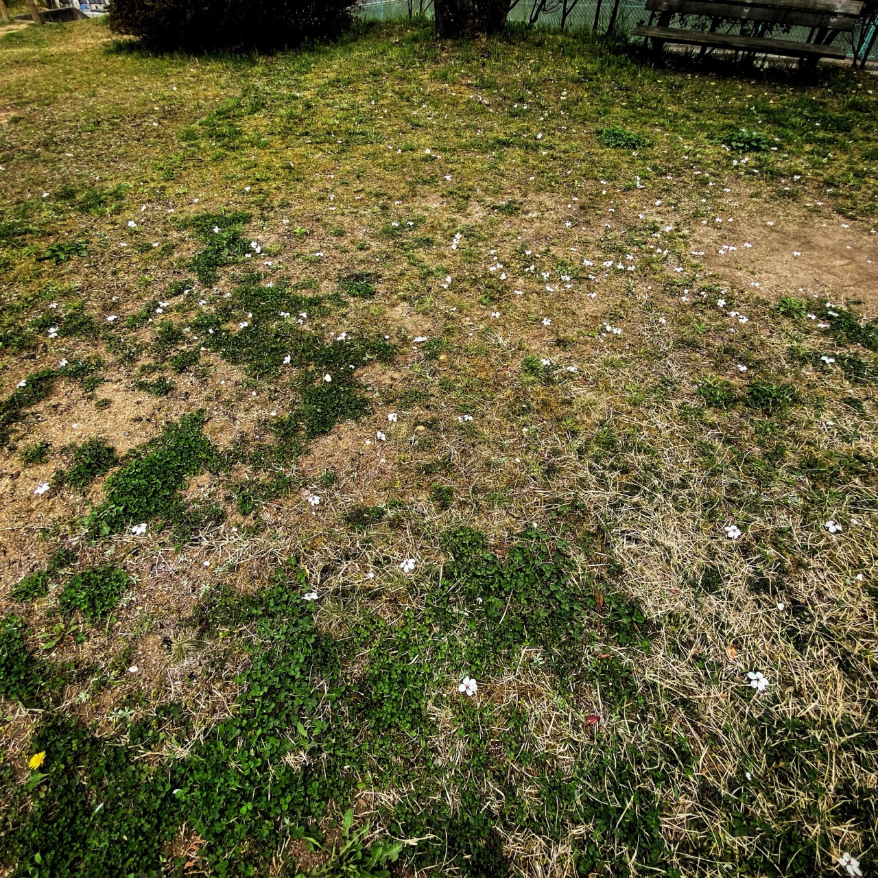 雀の盗蜜により桜の花が丸ごと落ちてる芝生