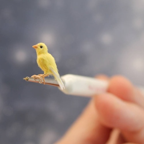 sosuperawesome:  Poseable Miniature Birds, by Katie Doka on Etsy  See our ‘miniatures’ tag 