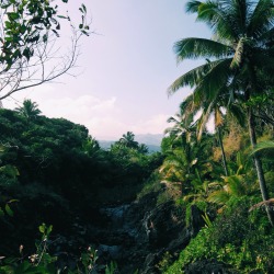 lifesbetterinmaui:  Hana greenery 