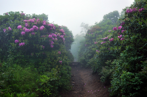 90377: Craggy Gardens by Rusty4344