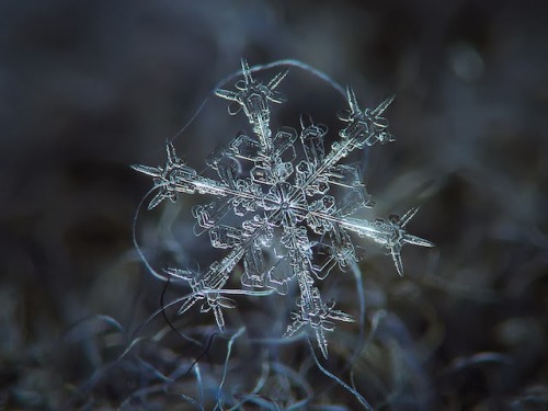 meaningfulsilence: Micro-photography of individual snowflakes by Alexey Kljatov