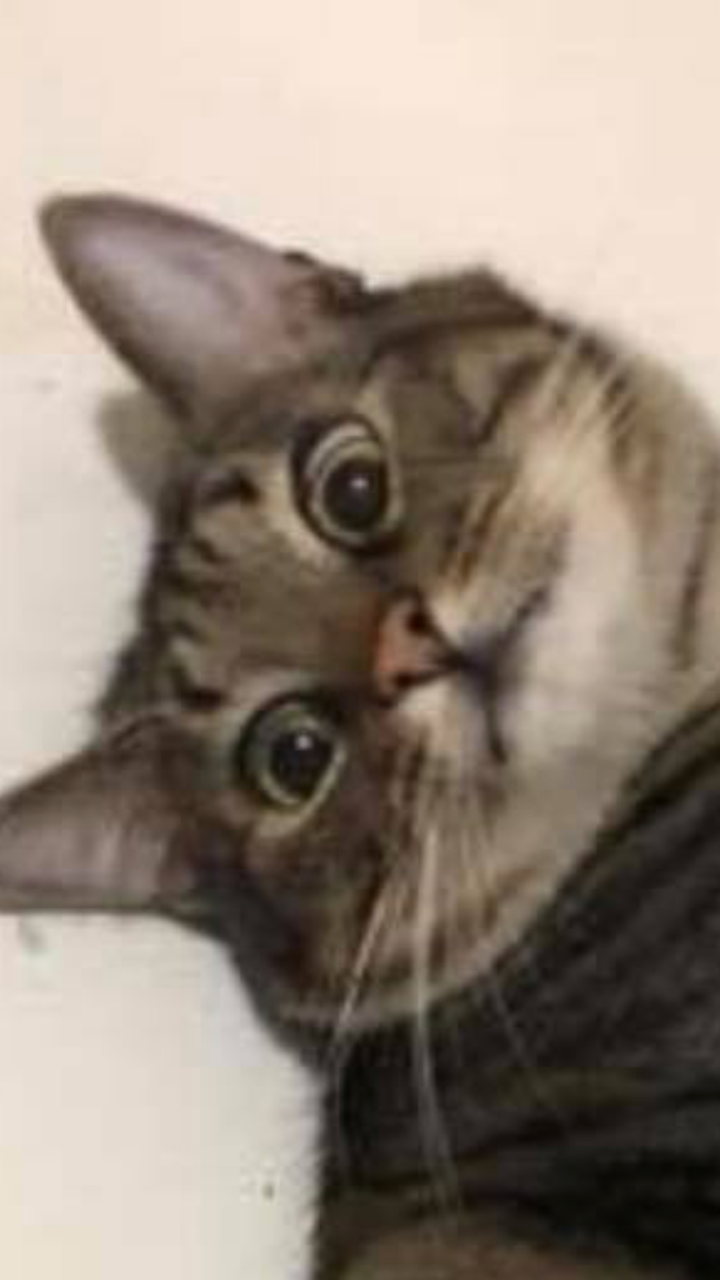 centeristdruidofvermont:  TFW I can hear my neighbors snorting coke  This is oddly