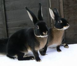 sixpenceee:  These are black otter rex rabbits. 