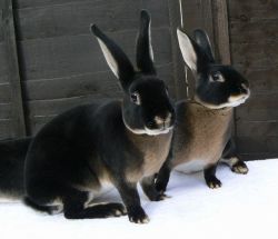 sixpenceee: These are black otter rex rabbits. 