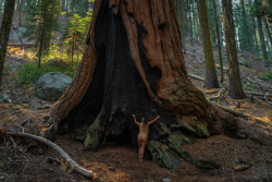 openbooks:  “Treehugger 6″Ari in Sequoia