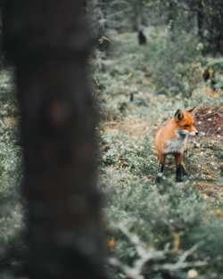 megarah-moon: “Fox” by Alex Mazurov