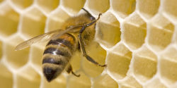 blackmorgan:  ​The adorable way bees ask