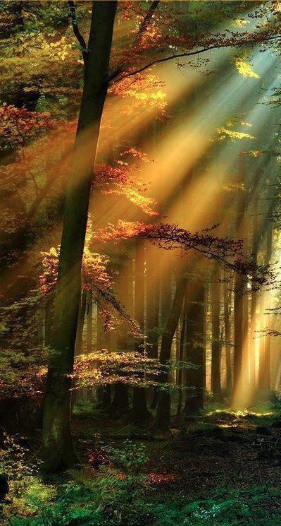 oldedocsgeneralamusements:  2nous2:  Magical! 😃  Where the fairies live😮