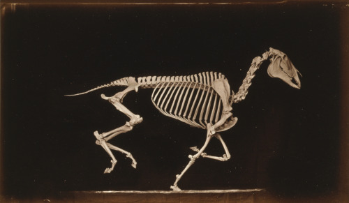 onceuponatown:Skeleton of horse, running. By Eadweard Muybridge. San Francisco c.1881. 