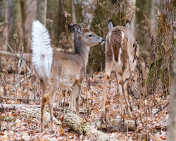 howtoskinatiger:  Whitetail Deer by mikerhicks 