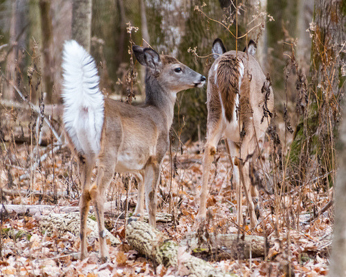 howtoskinatiger:  Whitetail Deer by mikerhicks  