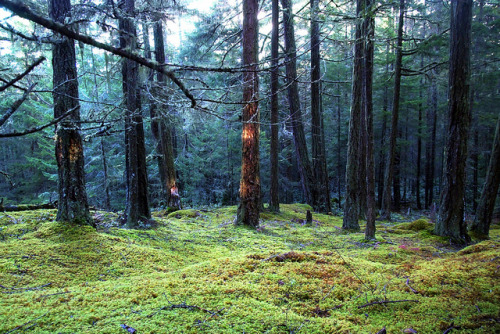 Mossy Ground by p medved on Flickr.