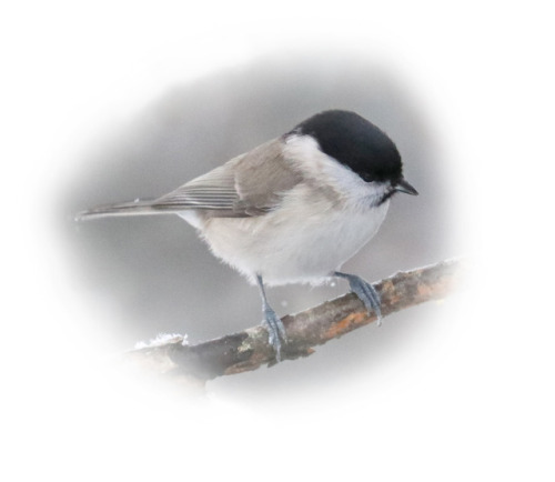 Willow tit/talltita (Poecile montanus).