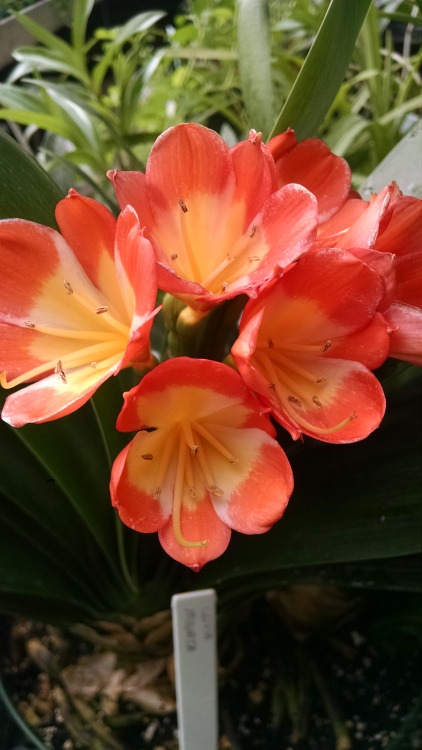 11/6/16: Clivia miniata, “natal lily”; a flowering plant species native to “w