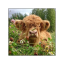 madbull800800