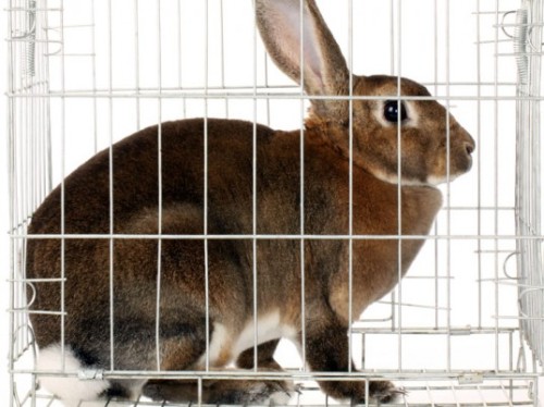 animalsandtrees: India Bans All Animal Testing for Cosmetics And Their Ingredients *SCREAMING*DIVYA 