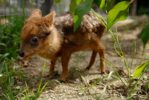 babygoatsandfriends:One month old baby Pudu deer grazes by Anvarja on Flickr.