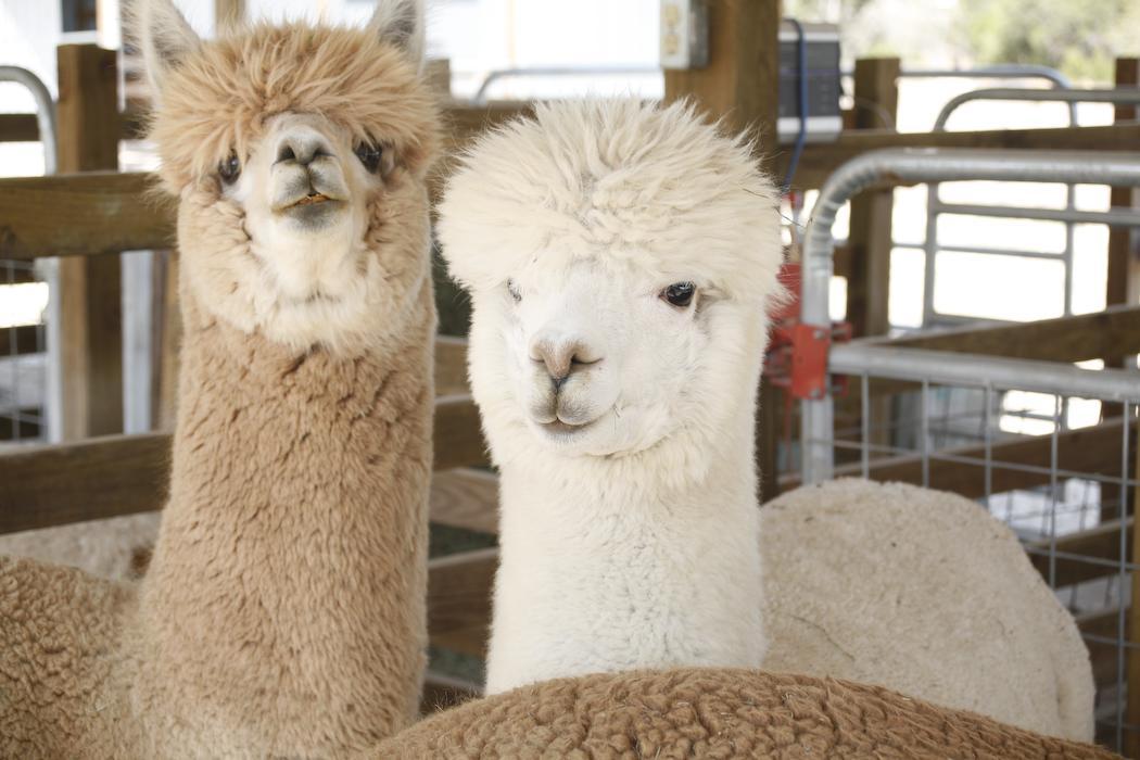 lovingexotics:   Alpaca   Vicugna pacos   Source:  Here 