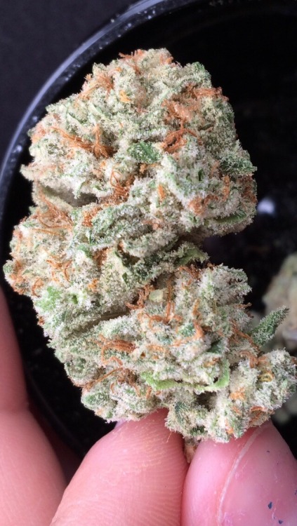 higheramerica:  Presidential kush-sativa dom