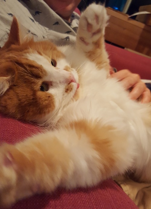 unflatteringcatselfies:Simon tires to swipe at the camera while getting rubs. A Very Confused Boy.