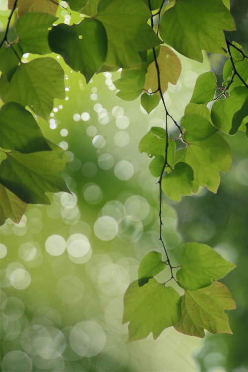 scrapbooking-nature:Green leaves. by cate♪